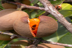 Myristica malabarica